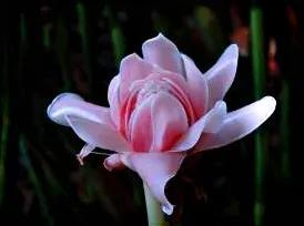 鲜花图片，鲜花图片下载 免费（分享图片：60款精美花卉图）