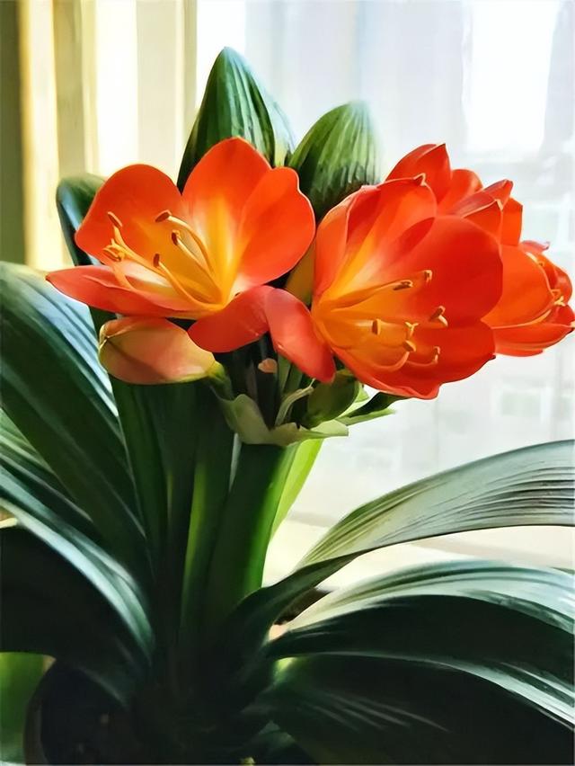 君子兰叶根腐烂怎么治，君子兰叶根腐烂怎么治好（巧施4个步骤就可以挽救）