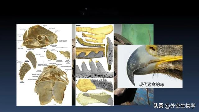 海洋中最顶级的掠食者，邓氏鱼问鼎顶级猎食者宝座的艰辛之路