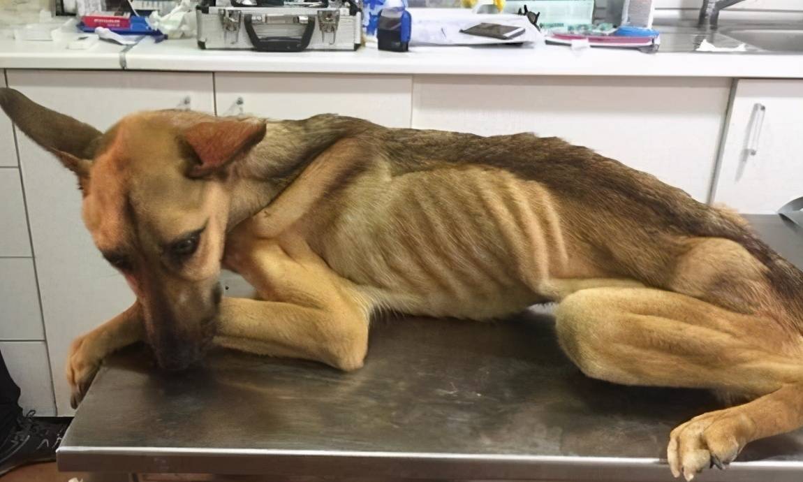 狗做全身检查多少钱(如何解决狗狗身体) - 价格百科