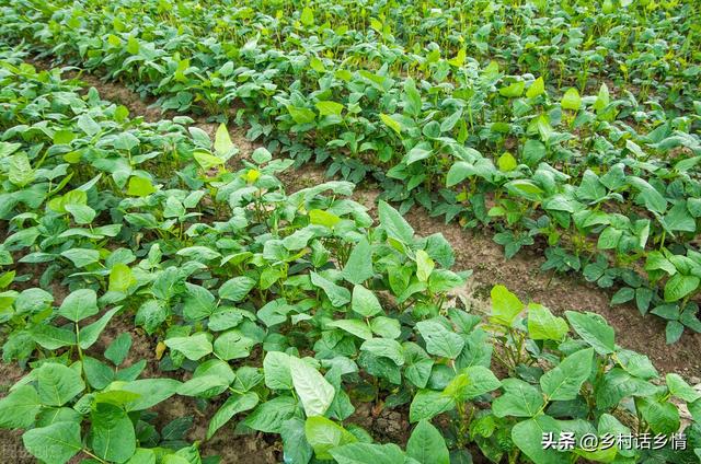 蔬菜施什么肥长得快又好，用什么肥可以让蔬菜长得好（先掌握这些科学的施肥方法）