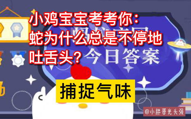为什么蛇的舌头会分叉，蟒蛇舌头分叉吗（蛇为什么总是不停地吐舌头）