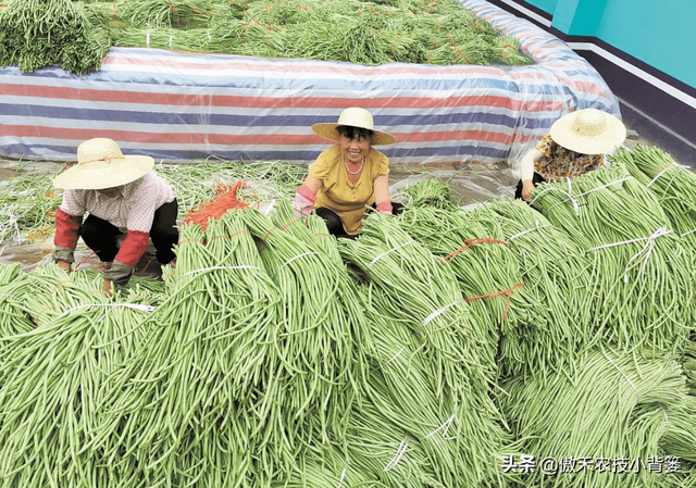 春季豇豆种植技术，豇豆种植技术和种植时间（学会这些种植技巧）