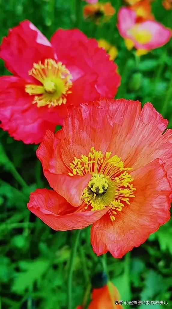 莺歌燕舞是什么季节，柳绿花红莺歌燕舞是什么季节（百花争艳的季节）