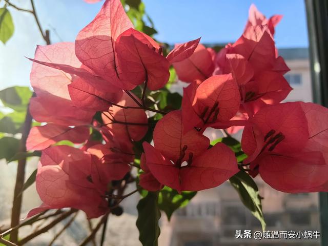 有一天也许会走远也许还能再相见，也许还能相见是什么歌（善良是基本，平凡又怎样）