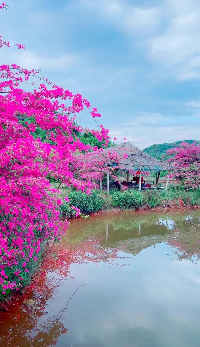 鲜花盛开与心情的美句，形容鲜花带来美好心情的句子（就像你用心雕琢出曼妙字句）