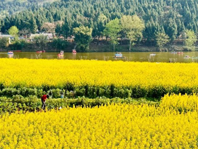 重庆潼南旅游景点汇总，春风十里远不如你！