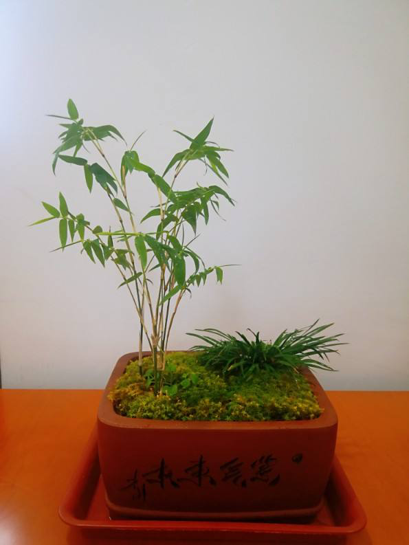 4种花寓意好家里养一盆，在家养一盆有好兆头