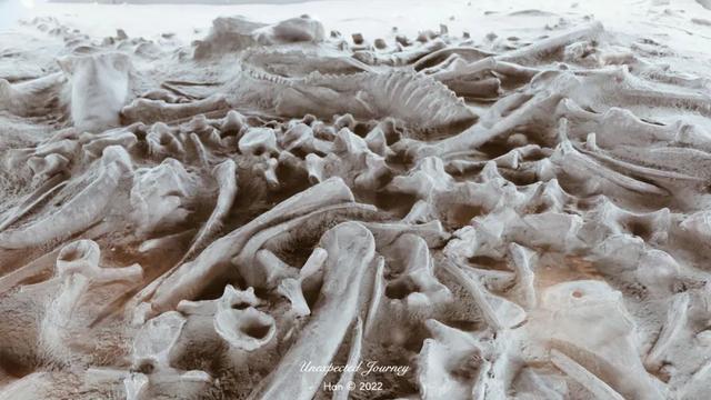 什么是具足虫，具足虫平安名堇（窥探奇异生物的世界）