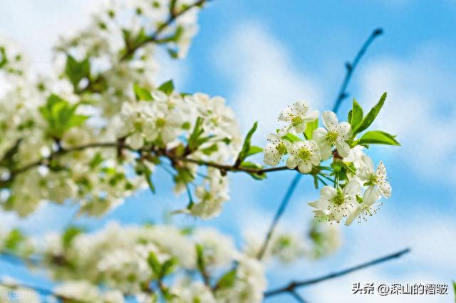 西乡樱桃沟的缘分