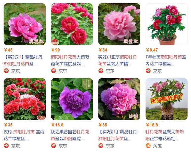 牡丹小苗多少钱一棵，牡丹小苗种植（洛阳牡丹苗多少钱一棵）