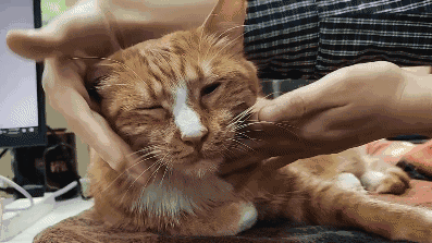 怎样抱猫咪最舒服，怎样抱猫咪最舒服图片（史上最全猫咪按摩宝典）