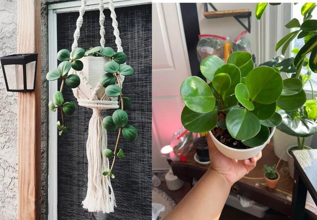 绿色种类（正版豆瓣绿和“假冒”豆瓣绿）