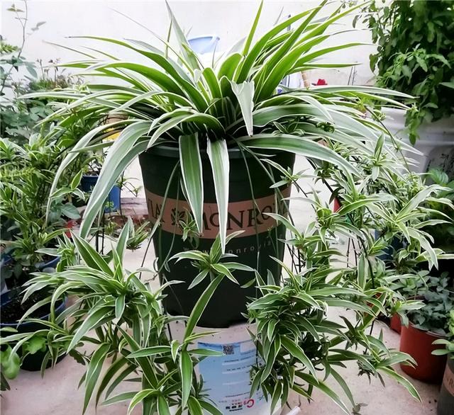 浇花用什么水好，用什么水浇花比较好（用“3种水”来浇花）