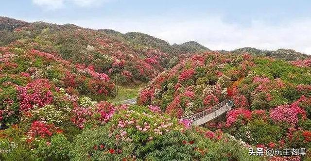百里杜鹃，花开时节未逢君