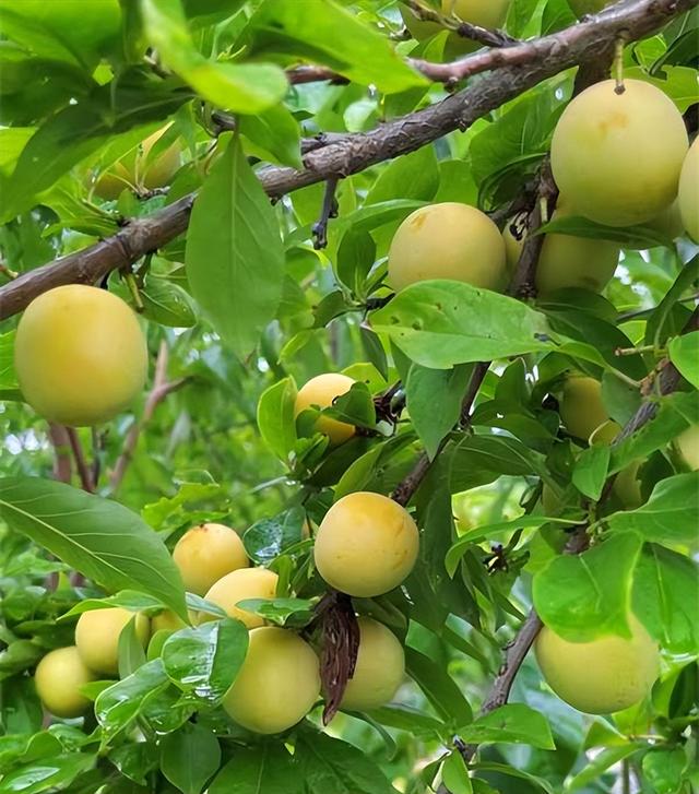 黄金李子苗多少钱一株，黄金李子品种介绍（中熟超甜的早黄李子树苗报价）