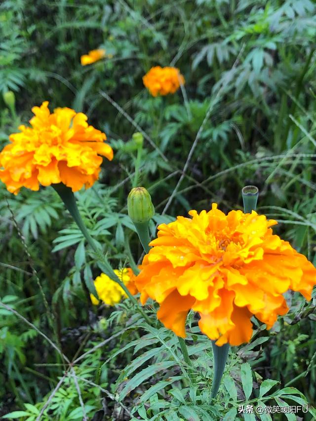 万寿菊花语是什么，万寿菊花语寓意（苍山中的万寿菊）