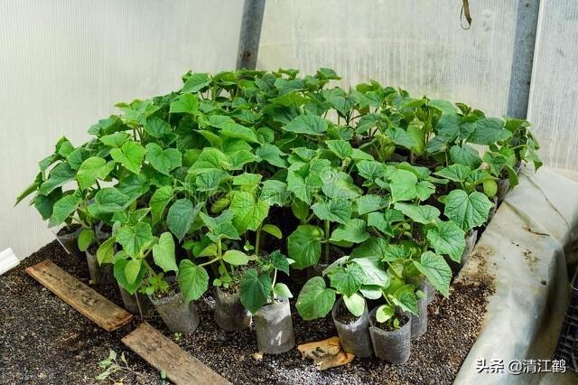 黄瓜水怎么用，黄瓜水怎么做好喝（黄瓜幼苗移栽几天可以施肥）