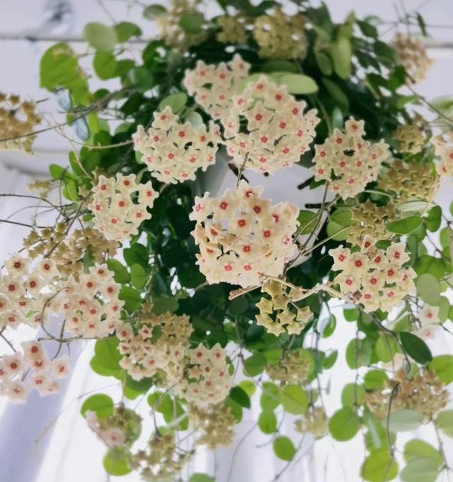 匍枝根霉的有性生殖方式是，。A.同配B.异配C.卵式生殖D.接合生殖（就选“杂匍球兰”）