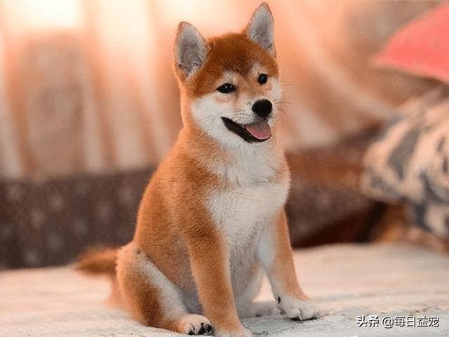 如何养好一只柴犬，养一只柴犬是什么体验（史上最全：柴犬饲养大法）