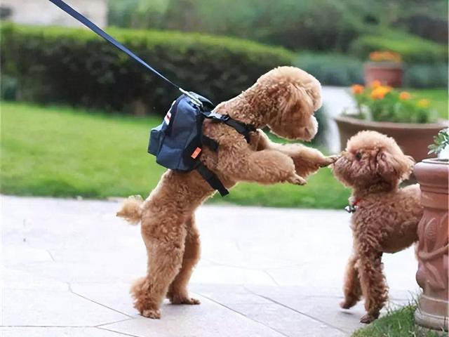 泰迪精力旺盛怎么办,泰迪狗没力气怎么回事(劝你不要养"公的")