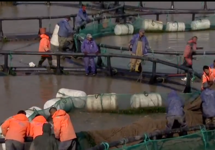 卖金鱼好赚吗，金鱼生意怎么样（别人不支持他偏要瞎折腾）