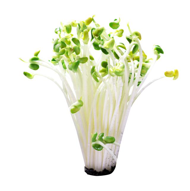 黄豆泡多久不能吃了，黄豆泡多久就不能吃了（关于豆芽的消费提示）