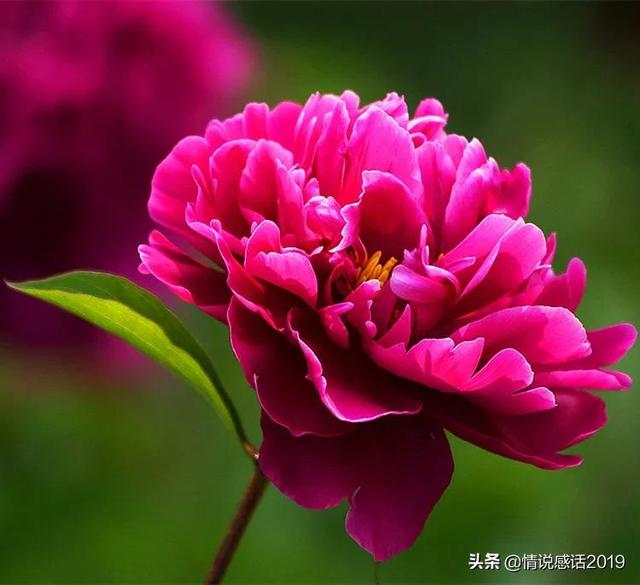 芍药的花语是什么，芍药花语是什么的爱人（花韵温柔懂成全）