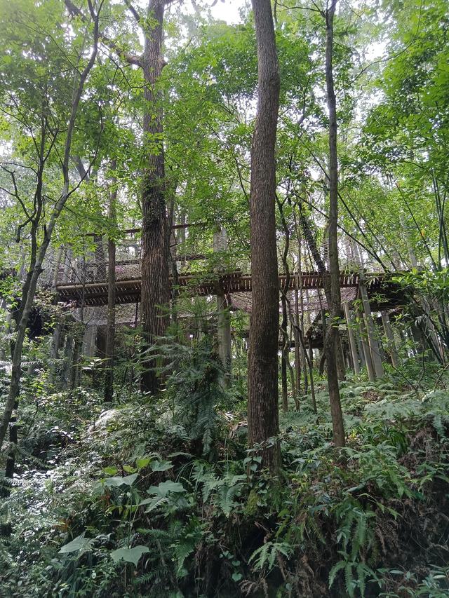 歌乐山森林公园，重庆主城700米高山-歌乐山森林公园乘凉