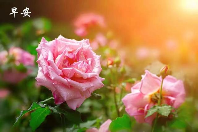 寻欢/风景壁纸/你是人间的四月天，羡入四月图片（绿汀文学社《天天诗刊》第67期）