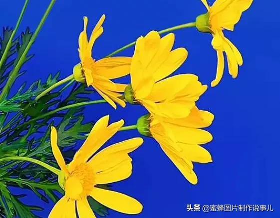 腊梅图片，一花一世界（腊梅图片）