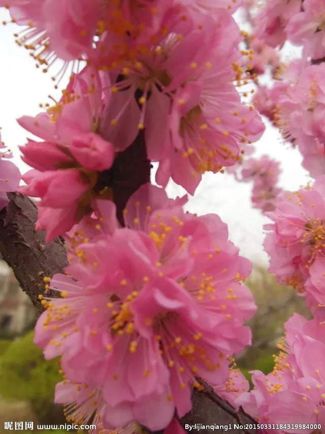 什么样的桃花形容词，桃花的形容词有哪些（阳春三月）