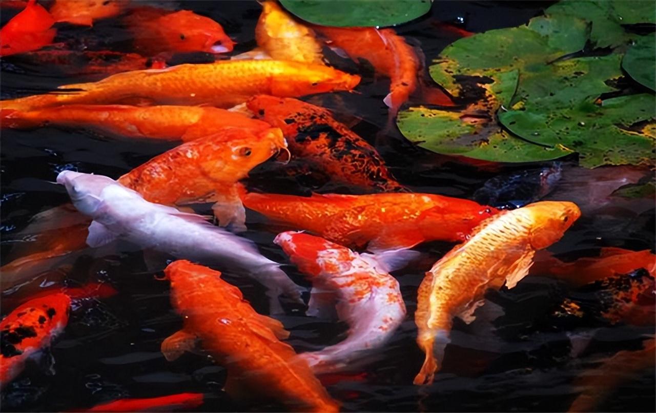 德国镜鲤多少钱一斤(人傻钱多) - 去钓鱼