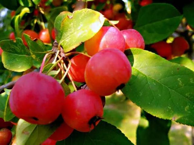 西府海棠图片，西府海棠～花苞胭脂点点（西府海棠）