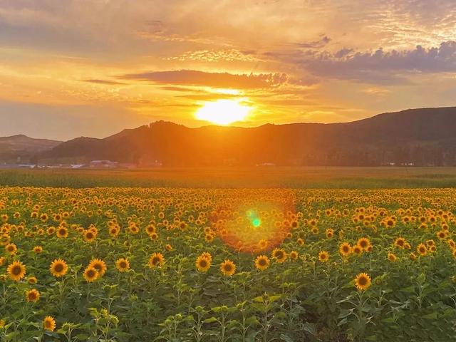 动漫海边（向日葵）少女，微信头像，动漫海边（向日葵）少女（听说每个喜欢向日葵的女孩）