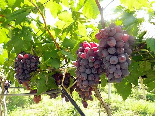 夏天10大水果，夏天吃什么水果降火快（多吃这6种应季水果）