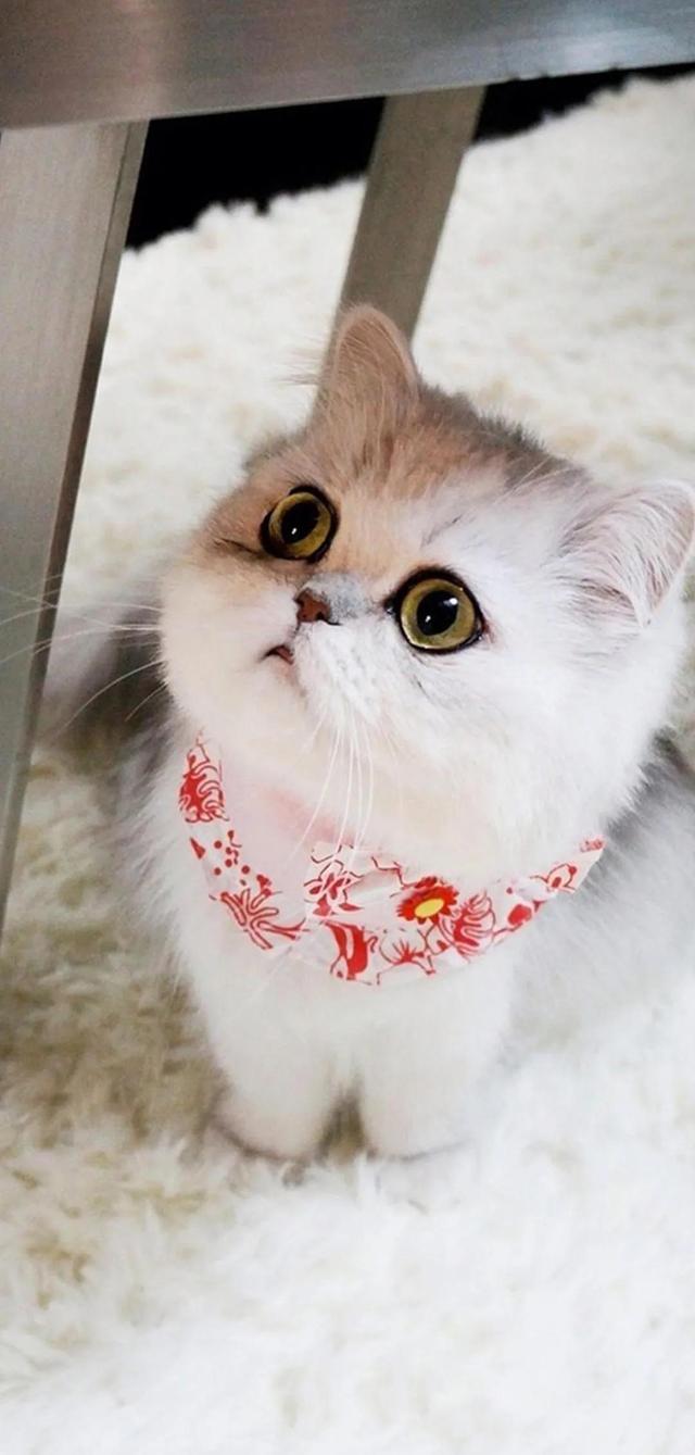 治愈系暖萌动物高清壁纸，温暖治愈系卡通图片（壁纸丨高清全屏萌萌的动物壁纸）