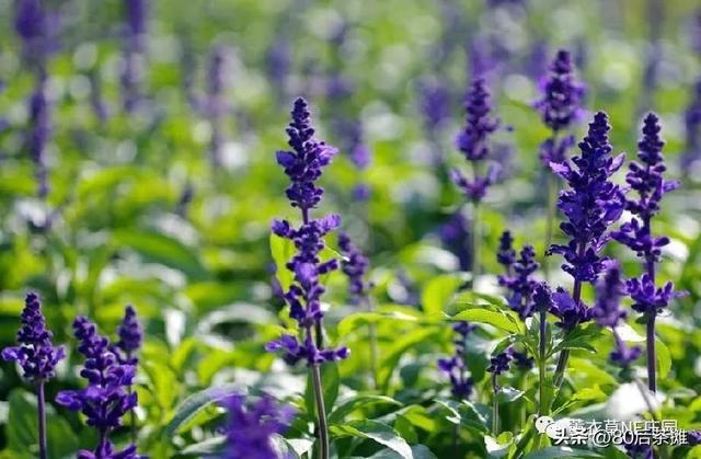 太原薰衣草庄园，来薰衣草NE庄园赏花，拍照（2022年7月30日太原薰衣草庄园·浪漫开海节）