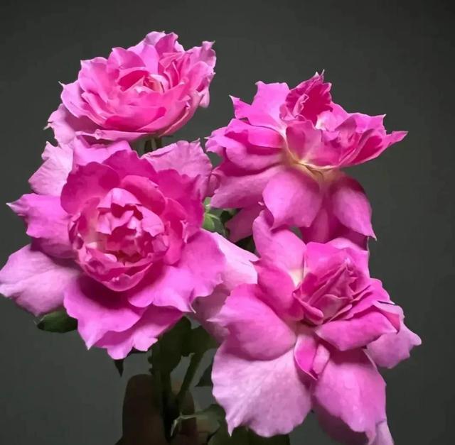 繁花似锦下一句是什么，一路繁花似锦下一句是什么（美醉你的心田）