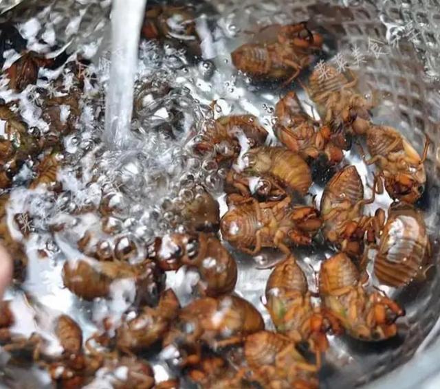 蝉怎么炒才好吃，蝉炒来吃有什么好处（不能错过的夏日应季美食——知了猴）