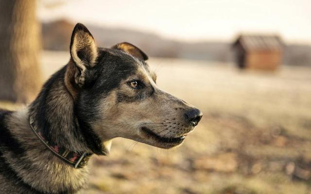 苏格兰牧羊犬智商排第几，苏格兰猎鹿犬的智商排名（盘点跑得“最快”的10种狗）