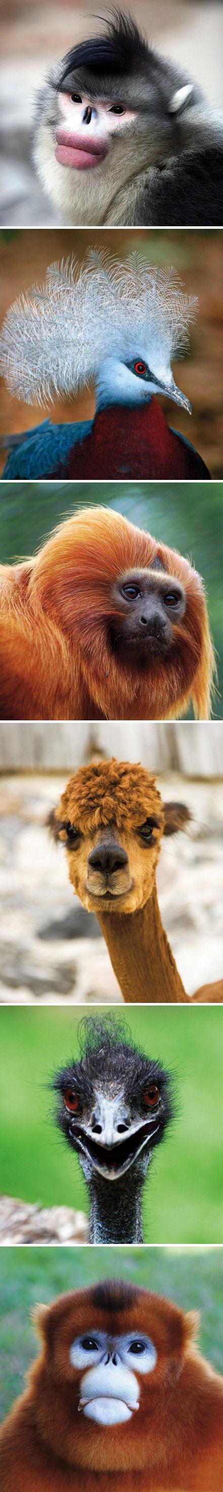 人为什么没有尾巴，为什么人没有尾巴（为什么人类的尾巴和体毛进化掉了）