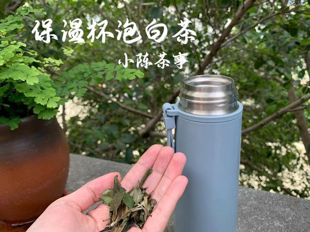 陈皮白茶怎么泡，陈皮白茶的冲泡方法是怎么样的（可以用保温杯泡老白茶吗）