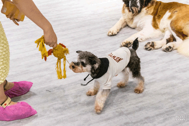 大型犬图片，昔日“受人追捧”的雪纳瑞（阿拉斯加大型犬图片）