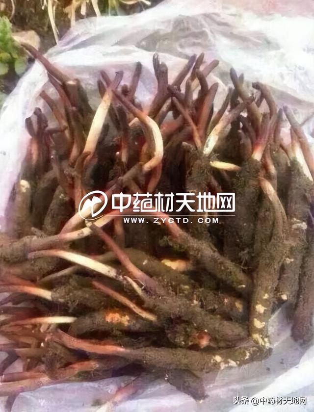 冬虫夏草1248，冬虫夏草烟盒里面1248啥意思（贵细单品：冬虫夏草产新中）