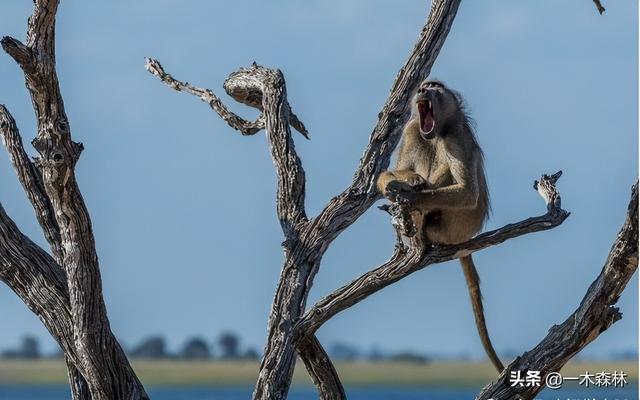 狒狒是什么动物，狒狒是什么动物图片（狒狒为何喜欢偷取其它动物的幼崽）