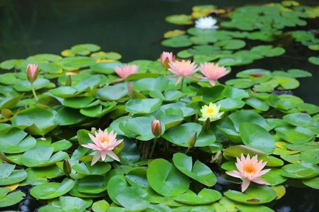 母亲节给妈妈送什么花，母亲节送什么花（送妈妈这些花来表示浓浓的爱吧）