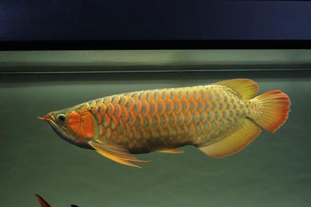 红金龙鱼,镜头下记录红龙鱼两年多的变化(红金龙鱼图片大全)