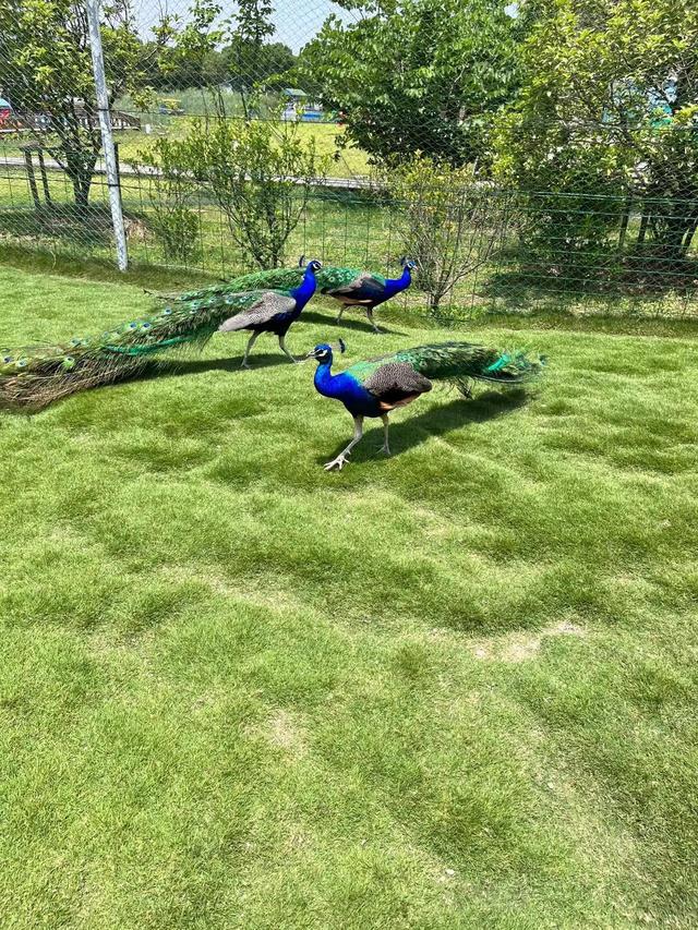 孔雀是不是短尾鸟，孔雀是短尾巴鸟还是长尾巴鸟（最漂亮的鸟-孔雀）