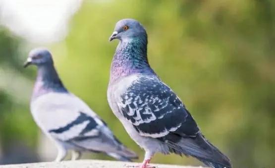 信鸽近亲配的最好案例（近亲繁殖明明有很大的危害）